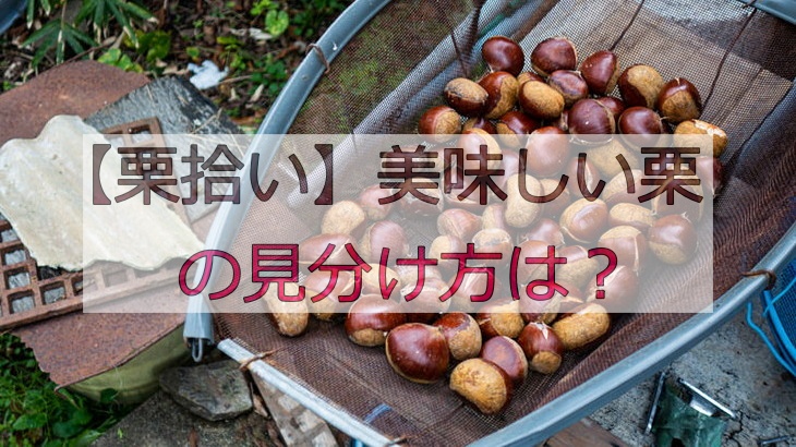 【栗拾い】美味しい栗の見分け方は？