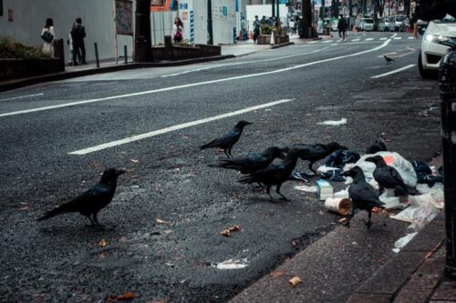 渋谷のカラス