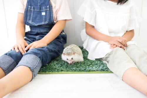 小さなペット