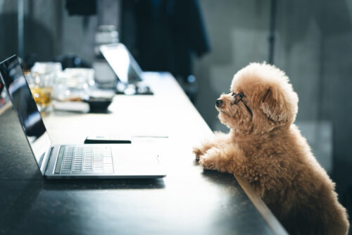 PCに届かないワンちゃん