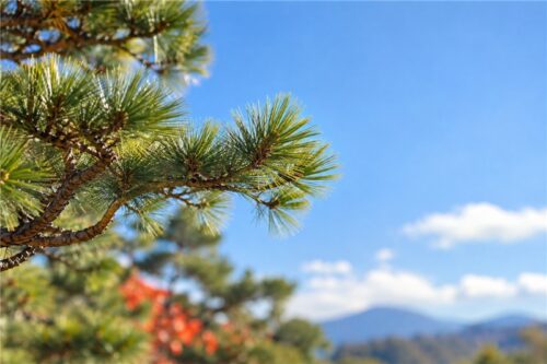 新年の穏やかな空